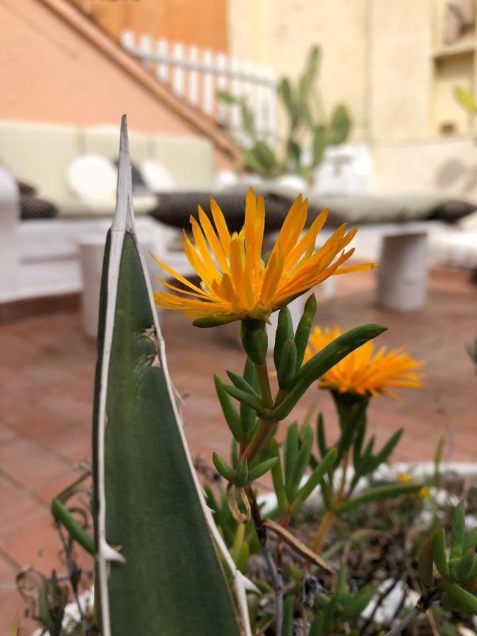 Navona Sunshine Big Terrace Daire Roma Dış mekan fotoğraf
